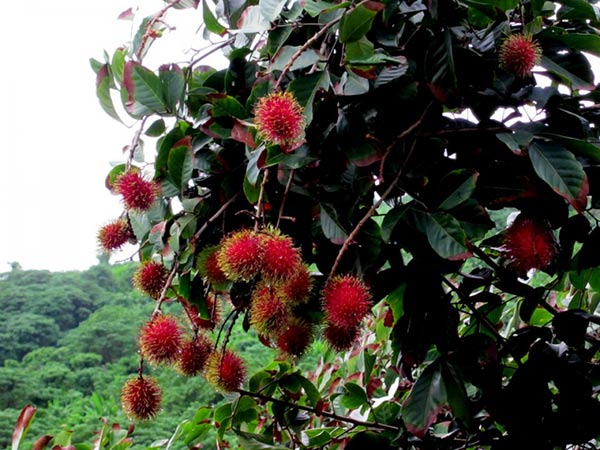 สวนละไม บุฟเฟ่ต์ผลไม้ สวนละไม บุฟเฟ่ต์ผลไม้