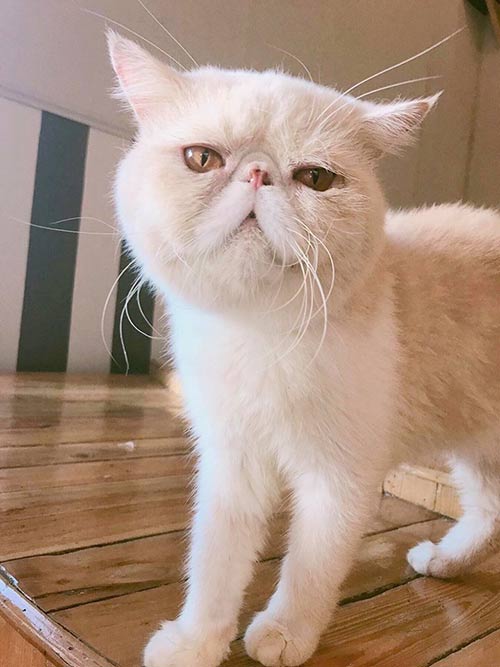 คาเฟ่แมวในกรุงเทพ คาเฟ่แมวในกรุงเทพ
