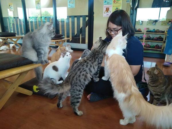 คาเฟ่แมวในกรุงเทพ คาเฟ่แมวในกรุงเทพ