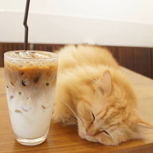 คาเฟ่แมวในกรุงเทพ คาเฟ่แมวในกรุงเทพ