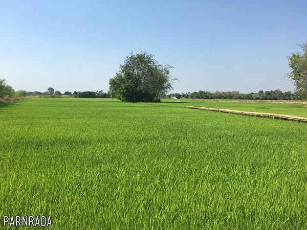 สะพานไม้ ภูกะเหรี่ยง สะพานไม้ ภูกะเหรี่ยง