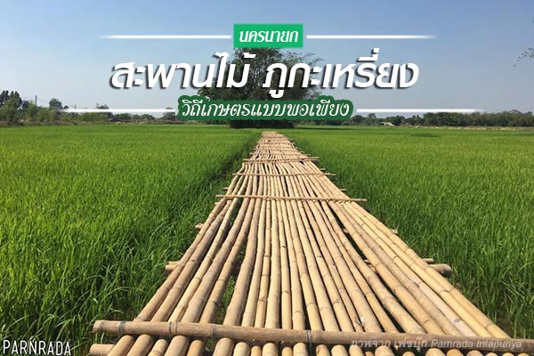 สะพานไม้ ภูกะเหรี่ยง สะพานไม้ ภูกะเหรี่ยง