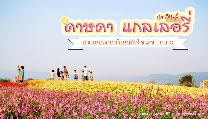 ดาษดา แกลเลอรี่ ดาษดา แกลเลอรี่