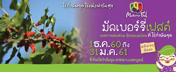 มัลเบอร์รี ไร่กำนันจุล 2017 มัลเบอร์รี ไร่กำนันจุล 2017