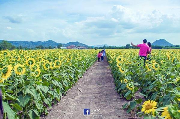 ทุ่งทานตะวัน ลพบุรี ทุ่งทานตะวัน ลพบุรี