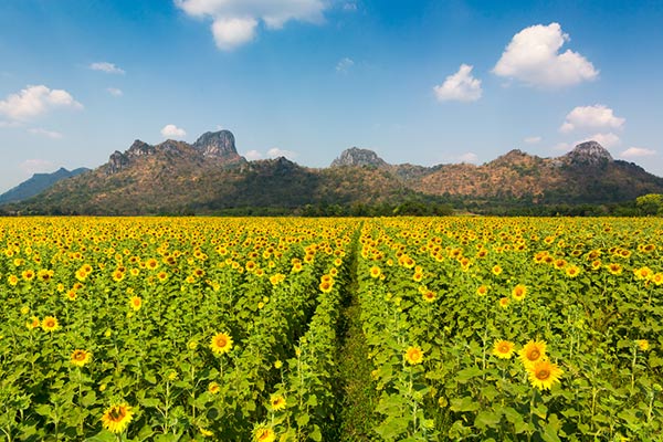ทุ่งทานตะวัน ลพบุรี ทุ่งทานตะวัน ลพบุรี
