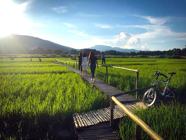 กระท่อมน้อยกลางนา กระท่อมน้อยกลางนา