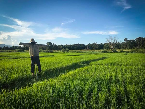 กระท่อมน้อยกลางนา กระท่อมน้อยกลางนา