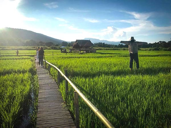 กระท่อมน้อยกลางนา กระท่อมน้อยกลางนา