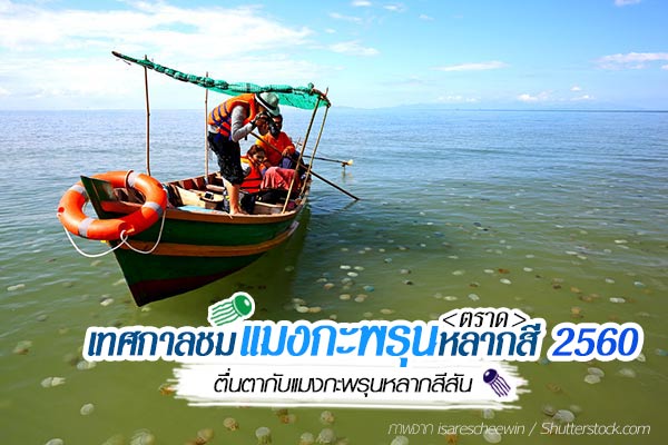 เทศกาลชมแมงกะพรุนหลากสี เทศกาลชมแมงกะพรุนหลากสี