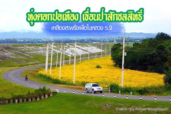 ทุ่งดอกปอเทือง เขื่อนป่าสักชลสิทธิ์ ทุ่งดอกปอเทือง เขื่อนป่าสักชลสิทธิ์