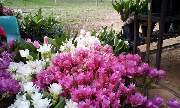 ตลาดเกษตรอินทรีย์ ตลาดเกษตรอินทรีย์