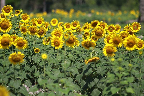 ทุ่งทานตะวัน ม.วลัยลักษณ์ ทุ่งทานตะวัน ม.วลัยลักษณ์