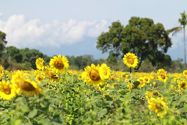 ทุ่งทานตะวัน ม.วลัยลักษณ์ ทุ่งทานตะวัน ม.วลัยลักษณ์