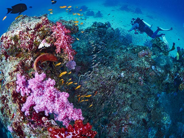 หมู่เกาะสิมิลัน สุรินทร์ หมู่เกาะสิมิลัน สุรินทร์
