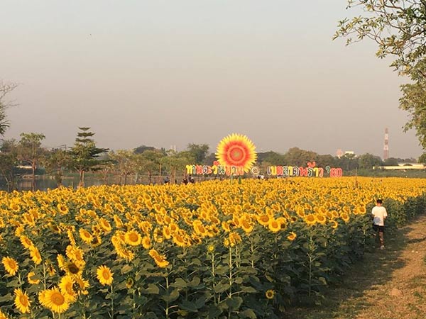 ทุ่งทานตะวันเกษตร นวมินทร์ ทุ่งทานตะวันเกษตร นวมินทร์