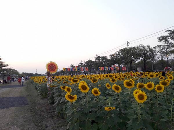 ทุ่งทานตะวันเกษตร นวมินทร์ ทุ่งทานตะวันเกษตร นวมินทร์