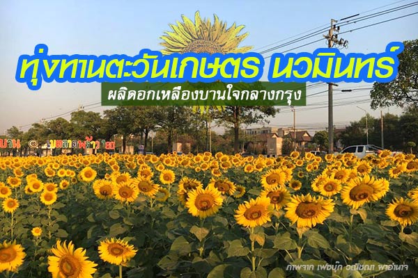 ทุ่งทานตะวันเกษตร นวมินทร์ ทุ่งทานตะวันเกษตร นวมินทร์