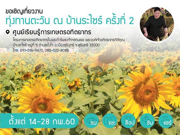 ทุ่งทานตะวัน บ้านไซร์ ทุ่งทานตะวัน บ้านไซร์