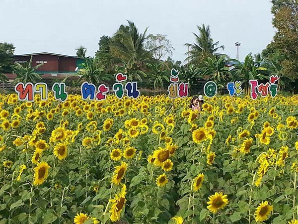 ทุ่งทานตะวัน บ้านไซร์ ทุ่งทานตะวัน บ้านไซร์