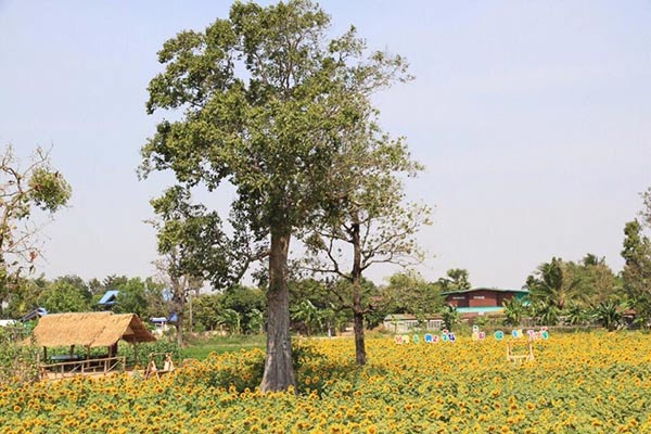 ทุ่งทานตะวัน บ้านไซร์ ทุ่งทานตะวัน บ้านไซร์