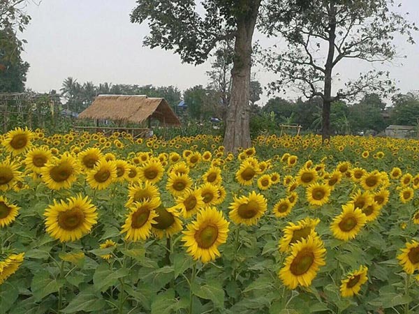 ทุ่งทานตะวัน บ้านไซร์ ทุ่งทานตะวัน บ้านไซร์