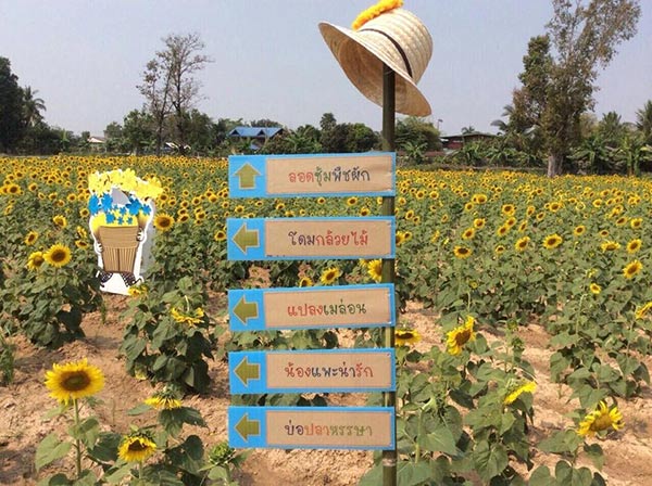 ทุ่งทานตะวัน บ้านไซร์ ทุ่งทานตะวัน บ้านไซร์