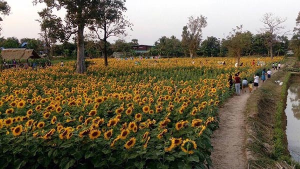 ทุ่งทานตะวัน บ้านไซร์ ทุ่งทานตะวัน บ้านไซร์