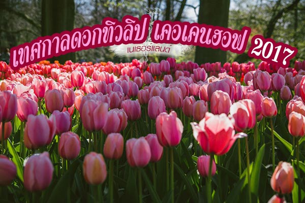 เทศกาลดอกทิวลิป เทศกาลดอกทิวลิป