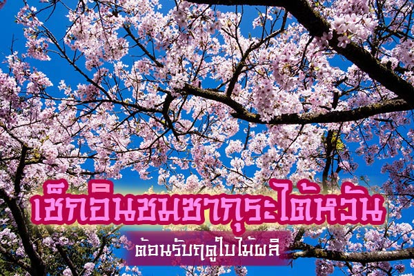 ซากุระไต้หวัน ซากุระไต้หวัน