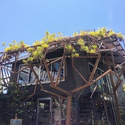 ร้านกาแฟบนต้นไม้ ร้านกาแฟบนต้นไม้