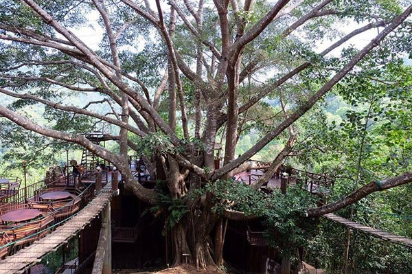 ร้านกาแฟบนต้นไม้ ร้านกาแฟบนต้นไม้