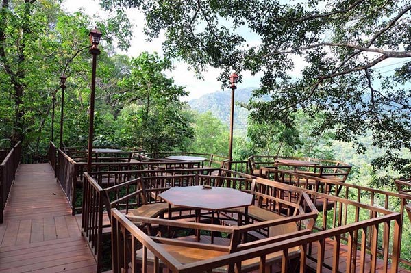 ร้านกาแฟบนต้นไม้ ร้านกาแฟบนต้นไม้