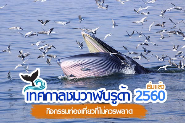 วาฬบรูด้า 2560 วาฬบรูด้า 2560