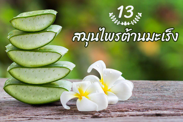 สมุนไพรต้านมะเร็ง สมุนไพรต้านมะเร็ง