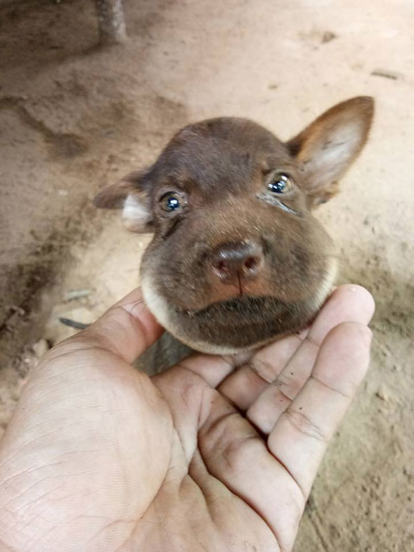 3 ลูกหมาเปิดศึกงูเขียว แต่เจอฉกหน้าบวมฉึ่ง 3 ลูกหมาเปิดศึกงูเขียว แต่เจอฉกหน้าบวมฉึ่ง