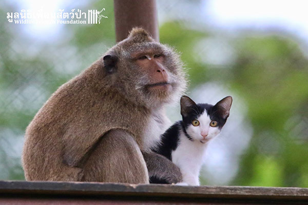 เจ้าจ๋อกับเจ้าเหมียวคู่ซี้ มิตรภาพต่างสายพันธุ์ เจ้าจ๋อกับเจ้าเหมียวคู่ซี้ มิตรภาพต่างสายพันธุ์