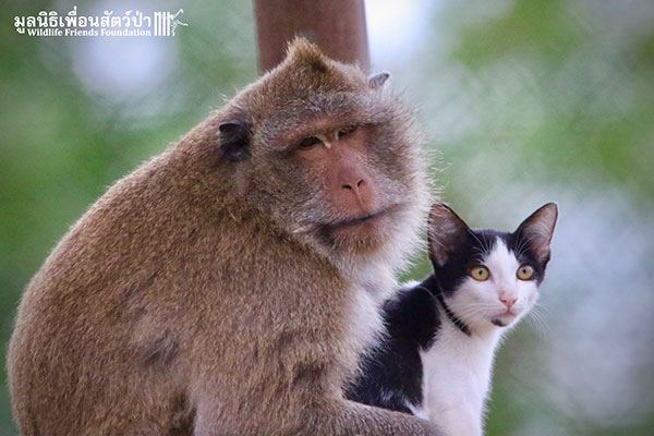 เจ้าจ๋อกับเจ้าเหมียวคู่ซี้ มิตรภาพต่างสายพันธุ์ เจ้าจ๋อกับเจ้าเหมียวคู่ซี้ มิตรภาพต่างสายพันธุ์