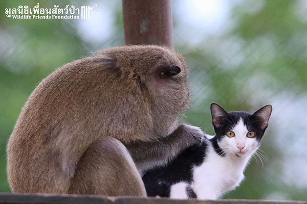 เจ้าจ๋อกับเจ้าเหมียวคู่ซี้ มิตรภาพต่างสายพันธุ์ เจ้าจ๋อกับเจ้าเหมียวคู่ซี้ มิตรภาพต่างสายพันธุ์