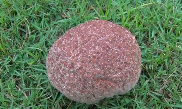 เห็ดประหลาด เห็ดประหลาด