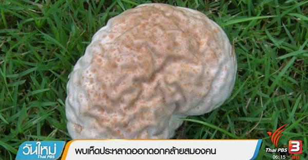 เห็ดประหลาด เห็ดประหลาด