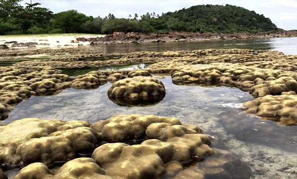 แนวปะการังโผล่พ้นน้ำ เกาะทะลุ แนวปะการังโผล่พ้นน้ำ เกาะทะลุ