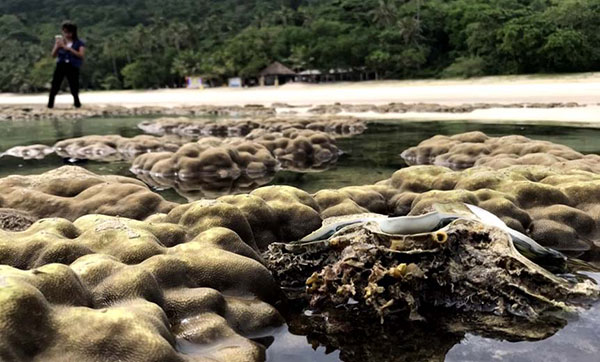 แนวปะการังโผล่พ้นน้ำ เกาะทะลุ แนวปะการังโผล่พ้นน้ำ เกาะทะลุ