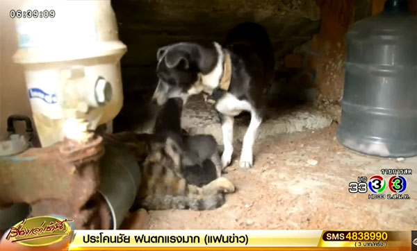 แม่หมาเปิดศึกแม่แมว แย่งลูกแมวไปเลี้ยง แม่หมาเปิดศึกแม่แมว แย่งลูกแมวไปเลี้ยง