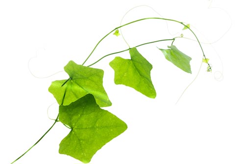 รักษารอยยุงกัด รักษารอยยุงกัด