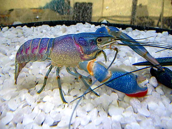 อาชีพพระราชทาน อาชีพพระราชทาน