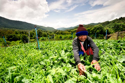 อาชีพพระราชทาน อาชีพพระราชทาน