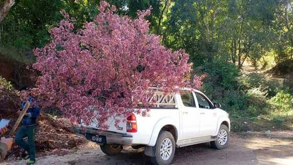 ดอยเหมย ดอยเหมย