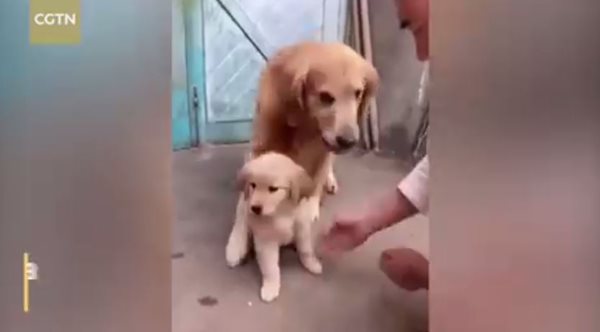 สุนัขหวงลูก สุนัขหวงลูก