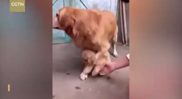 สุนัขหวงลูก สุนัขหวงลูก